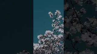KB - 