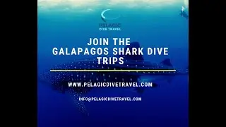 Galapagos Shark Dive Expeditions 2020 & 2021