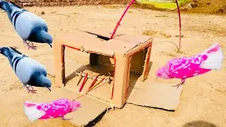 How To Make a Bird Trap With Using Cardboard Box New Technique | 3 Gate Pigeon Trap | Kabooter Trap 