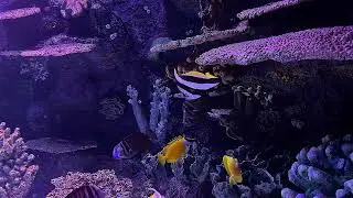 Tropical Fish Tank for Sleep 🌴 | Relaxing Aquarium Ambience