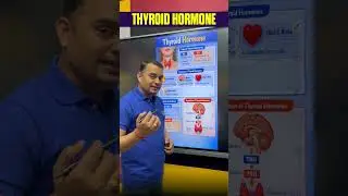 Объяснение действия гормонов щитовидной железы #тироксин