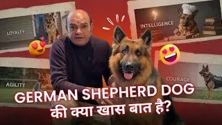 German Shepherd Dog की क्या खास बात है❓ Explained By Baadal Bhandaari