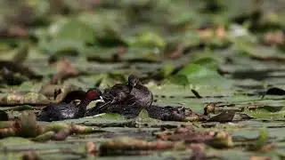 Little Grebes