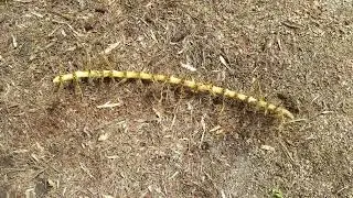 A REALLY LONG VIDEO ON BAMBOO RHIZOME REMOVAL AND INSTALLING A BAMBOO BARRIER OR PRUNING TRENCH.....