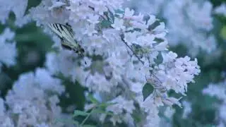 ВЕСНЫ ЦВЕТЕНИЕ💫    Музыка, исполнение и монтаж ролика Заури Оспановой.