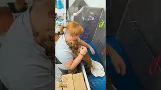 Dog Grooming in Louisville  | Care & Cuddles Included!
