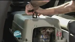 Pet Safety Reminders for Car Travel