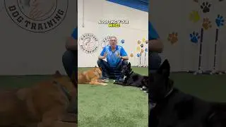Rescue Dog SURVIVAL GUIDE!
