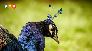 Peacock Habitat and Food, Nests, Eggs, Courtship in the Wild