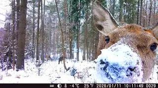 Jelenie i łanie, zeszły z g&oacute;ry -tu łatwiej o jedzenie im jest .🌲🌨️🦙🦌🦙🦌🦙🦌🦙🦌🌧️🌲🌳