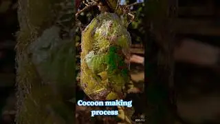 Tasar Cocoon making process {spinning} #tasar #silkworm #sericulture #silk