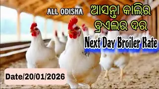 #AllOdishaNextDaybroilerRate #Date_20_01_2026 Next day Broiler Rate #mkcrazy