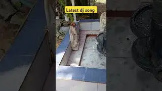 Jaibholebaba #सावन #latestdjsong #dance #song Rajsthani