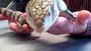 WBNQ's Susan Saunders gets a Miller Park Zoo visit from Jay and INDIGO.mp4