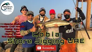 Cobia 11.06kg Full fight | Shore Jigging | Ajman UAE | Master Macky