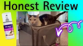 Feliway Classic Cat Calming Spray Review | How It Worked for My Senior Cat