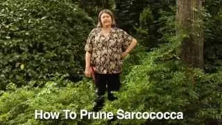 How to Prune Sarcococcas - Instructional Video w/ Plant Amnesty