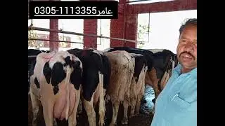 Imported Cows Latest Arrival | Dairy Farmers Alert