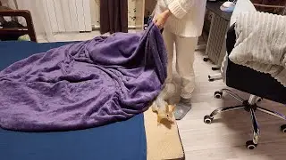 Каждый раз постелить постель- целое испытание! 🤣 Squirrel helps make the bed