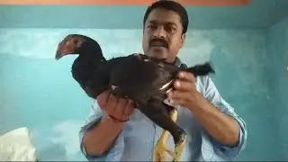 ஈரானிக் கதர் மற்றும் கால்பசரை சேவல்