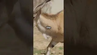 5 Mind-Blowing Facts About the Saiga Antelope You Never Knew