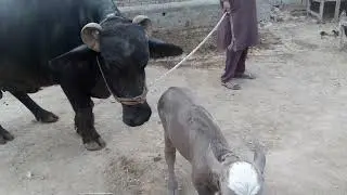 Pure Neeli Bar ki Buffalo 🐃 03000051699.