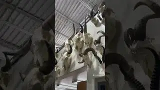 How many different skulls can you identify?!