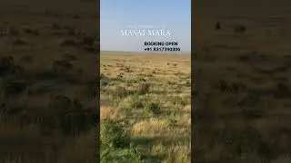 Masai Mara Hot Air Balloon experience Booking Open #wildcatch #wildcatchtrip #masaimara #kenyatrip