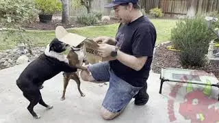 BarkBox April 2021 Unboxing - Tails of the Tropics