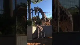 Baby Giraffe Meets Dad for the First Time in Australian Zoo