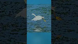 Great white egret snapping up fish while in flight