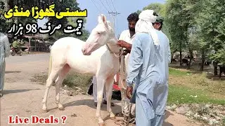 Horse Mandi Amipur Bangla Faisalabad | Horse For Sale In Pakistan | Ghora Mandi