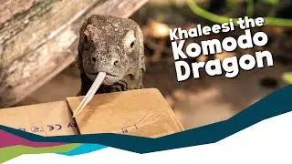 Keeper Talk - Komodo dragon