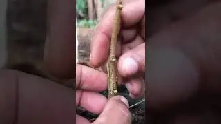 Durian Grafting Tutorial &ndash; Step by Step EP403