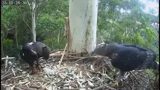 Zimbali Estate Crowned Eagle-- COMET & UFO- Spotkanie pary po nieudanym sezonie lęgowym 25/12/2025🤥