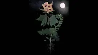Белена черная (Henbane black)