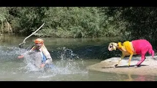 Sheep tested for 'loyalty' in competition| CCTV English