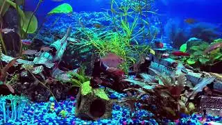 4 30 25  Sympa's Fish  -  Main tank