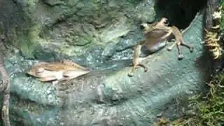 Borneo Eared Frogs Dine!