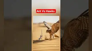 Ant vs hawks #insects #shorts