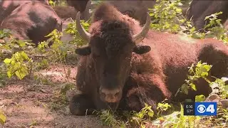 St. Louis Proud: Lone Elk Park