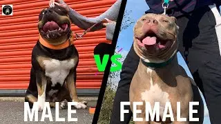 American Bully Breeding Tips Starting Your Kennel With Male V Female | What&rsquo;s Better⁉️