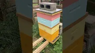 No signs of a queen👸🐝#beekeeping#beekeeper#beehive#honeybee#honey#workerbee#bee#bees#farming