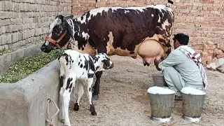 Frzian Cholistani Corss Cow 27 kg milk (03005104051) YouTube. 17-11-2025