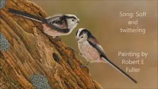 Birdsong for Beginners: A Wildlife Artist's Illustrated Guide | My Wildlife Hacks | Robert E Fuller