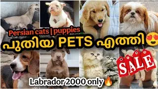 Labrador 2000 only 🤩🔥| പുതിയ pets എത്തി | Kittens | Puppies | Rabbits | PETS POINT