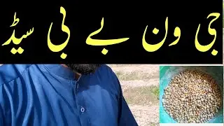 Norc G1 baby seed|garlic G one baby seed amazing thing