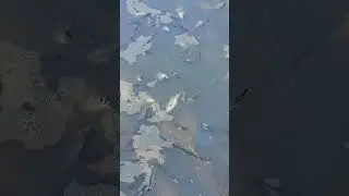 অনেক বড় মাছ #fish #video