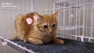 Cat Boarding at Pets Kitty Hotel