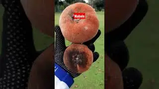 mabolo fruit @ villamor golf course